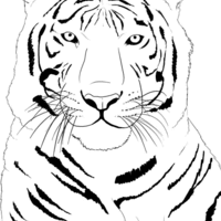 Desenho de Tigre branco para colorir