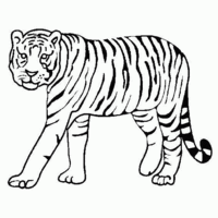 Desenho de Tigre caminhando para colorir