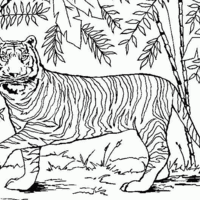 Desenho de Tigre de bengala para colorir