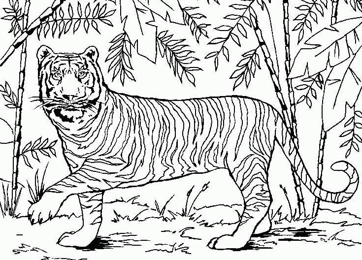 Tigre de bengala