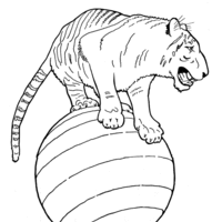 Desenho de Tigre de circo para colorir
