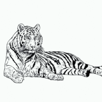 Desenho de Tigre deitado para colorir