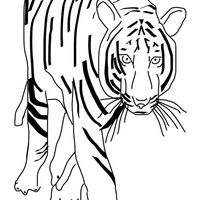 Desenho de Tigre indomável para colorir