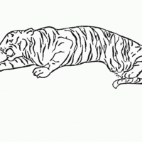 Desenho de Tigre preparando ataque para colorir