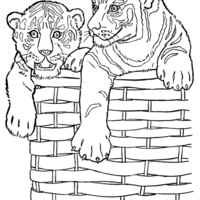 Desenho de Tigres fofos no cesto para colorir