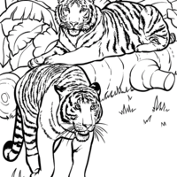 Desenho de Tigres na selva para colorir