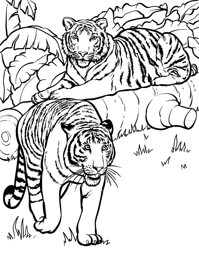 Tigres na selva