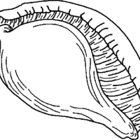 Desenho de Concha fechada para colorir