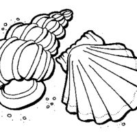 Desenho de Tipos de concha para colorir