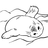 Desenho de Foca com barriga pra cima para colorir