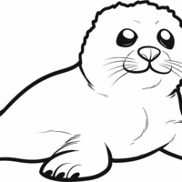 Desenho de Foca filhote para colorir