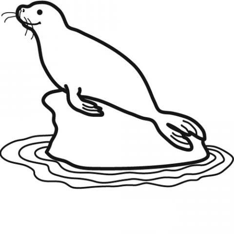 Desenho de foca para colorir desenho de animal