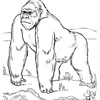 Desenho de Gorila africano para colorir