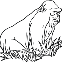 Desenho de Gorila de montanha para colorir