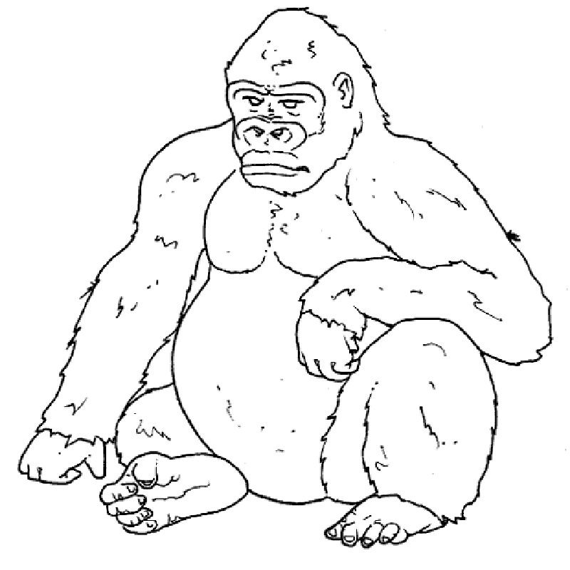 Gorila gordo sentado