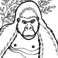 Desenho de Gorila fêmea para colorir