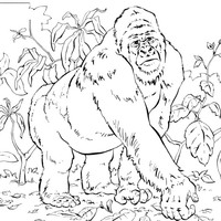 Desenho de Gorila na selva africana para colorir