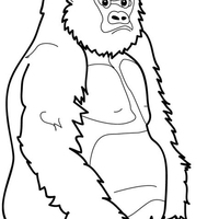 Desenho de Gorila sentado para colorir