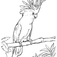 Desenho de Ave cacatua para colorir