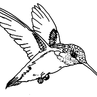 Desenho de Beija-flor voando para colorir