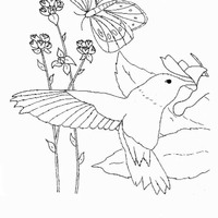 Desenho de Beija-flor no jardim para colorir