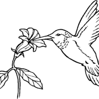 Desenho de Beija-flor para colorir