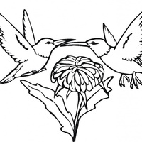 Desenho de Beija-flores para colorir