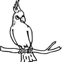Desenho de Cacatua pássaro exótico para colorir