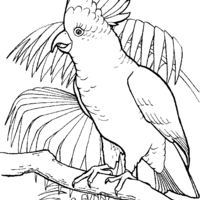 Desenho de Cacatua na floresta para colorir