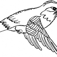 Desenho de Colibri voando para colorir