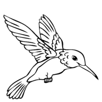 Desenho de Colibri para colorir