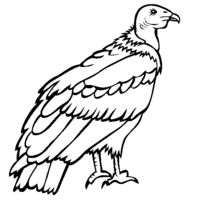 Desenho de Condor grande para colorir