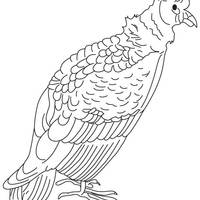 Desenho de Condor velho para colorir