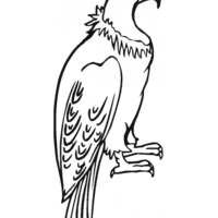 Desenho de Condor para colorir