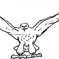 Desenho de Falcão com asas abertos para colorir
