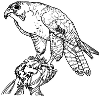 Desenho de Falcão peregrino para colorir