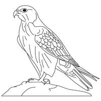 Desenho de Falcão real para colorir