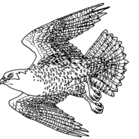 Desenho de Falcão voando para colorir