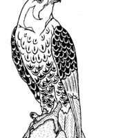 Desenho de Falcão para colorir