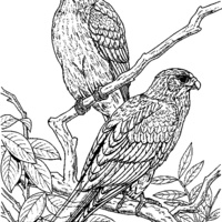 Desenho de Falcões para colorir