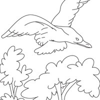 Desenho de Gaviota com asas abertas para colorir