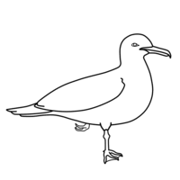 Desenho de Gaviota para colorir