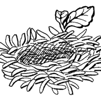 Desenho de Ninho de passarinhos para colorir