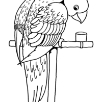 Desenho de Papagaio bebendo água para colorir