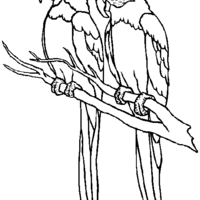 Desenho de Papagaio e arara para colorir