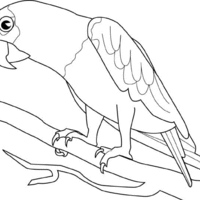 Desenho de Papagaio no galho para colorir