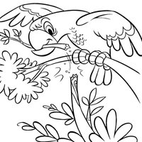 Desenho de Papagaio quebrando galho para colorir