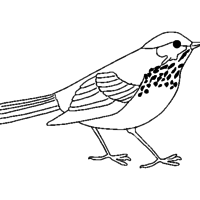 Desenho de Pardal ave para colorir