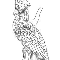Desenho de Pássaro cacatua para colorir