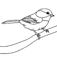 Desenho de Pássaro canário para colorir